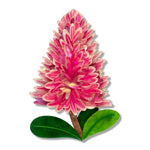BHEM107PinkMullaMullaBrooch-1